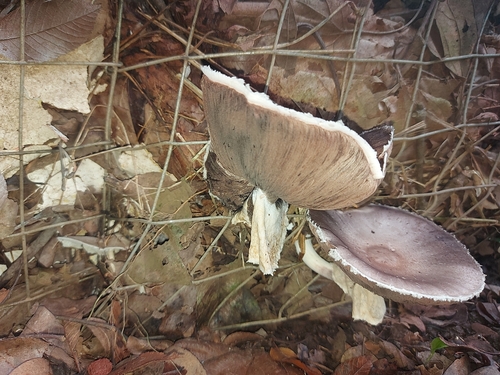 Royal sun agaric, Agaricus subrufescens