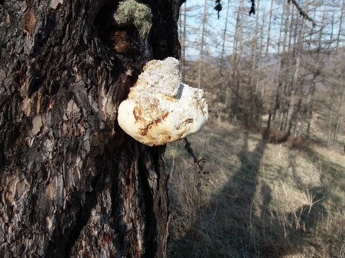 Agarikon, Fomitopsis officinalis