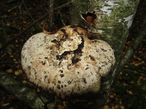 Birch polypore, Fomitopsis betulina