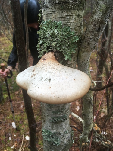 Birch polypore, Fomitopsis betulina