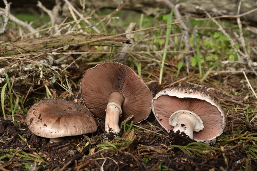 Button mushroom, Agaricus bisporus