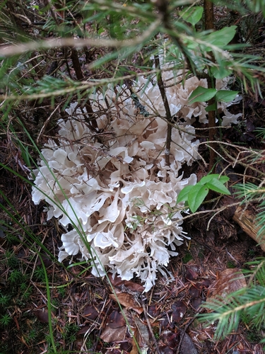 Cauliflower fungus, Sparassis crispa