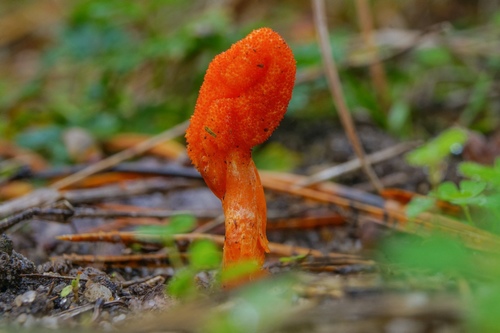 Cordyceps, Cordyceps militaris
