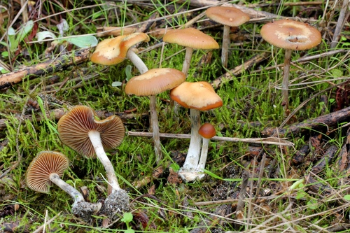 Wavy cap, Psilocybe cyanescens