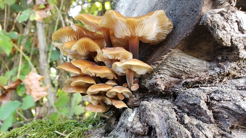 Enoki, Flammulina velutipes