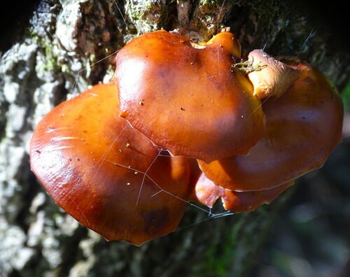 Enoki, Flammulina velutipes