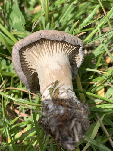 King oyster, Pleurotus eryngii