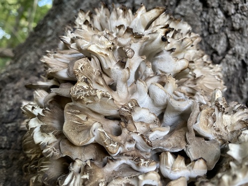 Maitake, Grifola frondosa