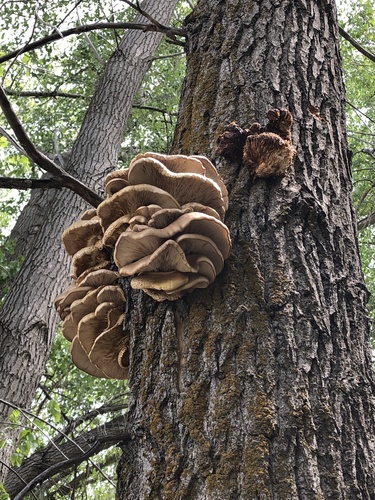 Oyster mushroom, Pleurotus ostreatus