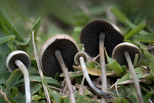 Blue meanie, Panaeolus cyanescens