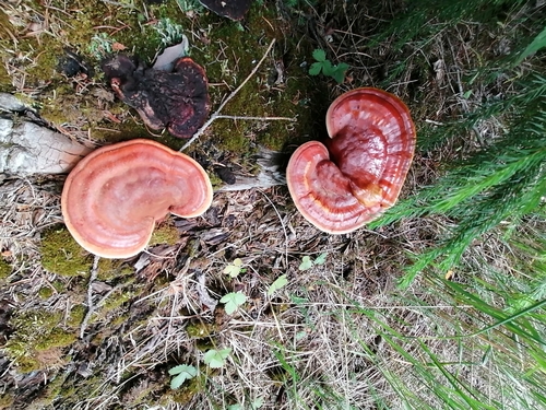 Reishi, Ganoderma lucidum