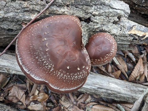 Shiitake, Lentinula edodes