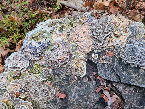 Turkey tail, Trametes versicolor