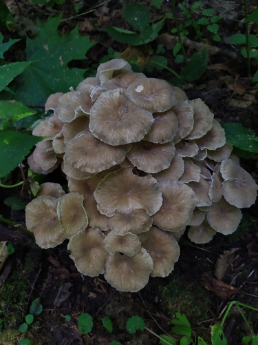 Zhu ling, Polyporus umbellatus